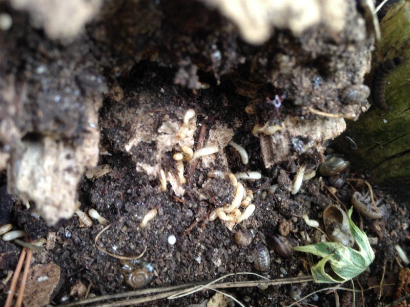 Présence de termites dans du bois à Marseille